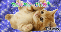 chat - Free animated GIF