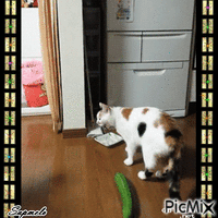 Gato assustado - GIF animado grátis