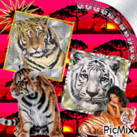 tigre 动画 GIF