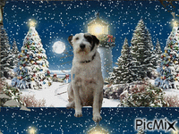 Doggy Christmas - Animovaný GIF zadarmo