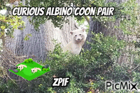 Curious Albino Coon Pair - GIF animate gratis