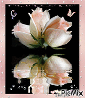 rosas Animiertes GIF