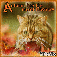 Autumn has the nicest flavours アニメーションGIF
