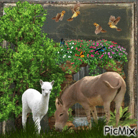 Ezeltje en Alpaca animerad GIF