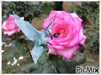 róża3 - Ücretsiz animasyonlu GIF