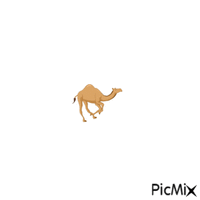 Camel - GIF animé gratuit