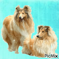 Dogs animasyonlu GIF