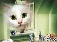 les chats - GIF animé gratuit