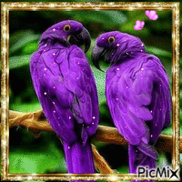 Pretty Birds - Gratis geanimeerde GIF