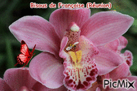 Macro orchidée - GIF animado gratis