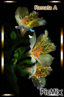 kwiaty - GIF animado grátis