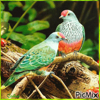Charming bird - Ingyenes animált GIF