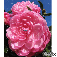 Camelia flower - Ingyenes animált GIF