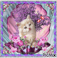 Kitty on a shell of roses. - GIF animate gratis