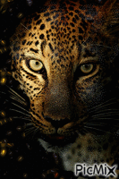 leopardo - Besplatni animirani GIF