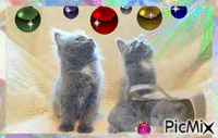 Fluffy Kittens Watching! - GIF animé gratuit