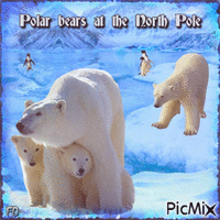 Polarbären animovaný GIF