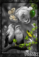 deux oiseaux sur la branche animuotas GIF