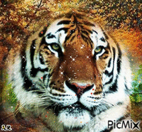 tigre lindo - GIF animado grátis