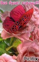 Бабочки - Zdarma animovaný GIF