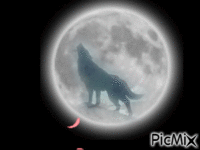 le loup et la lune - Gratis geanimeerde GIF