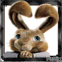 Coniglietto in cornice animovaný GIF
