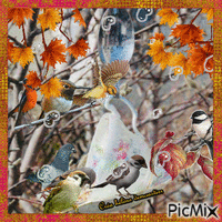 HD oiseaux en automne - GIF animé gratuit