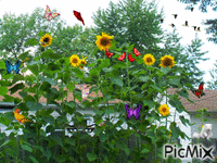 Busy Butterflies - 免费动画 GIF