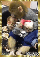 Maman singe qui donne le biberon à son bébé - GIF animé gratuit