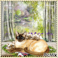 maman et bébé chat - Ingyenes animált GIF