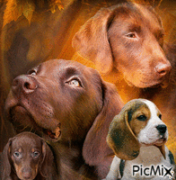 Concours "Passion des chiens" - Безплатен анимиран GIF