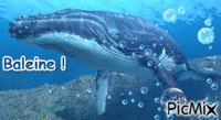 Baleine - Besplatni animirani GIF