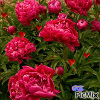 Pünkösdi rózsa. - Free animated GIF