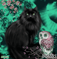 chat noir e civetta - GIF animé gratuit