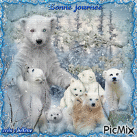 ours polaires en famille