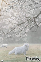 Tres gatas blancas animoitu GIF