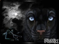 Night of the Panther анимиран GIF