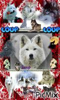 le loup - GIF animé gratuit