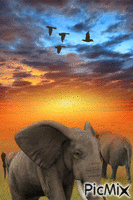 Con elefantes animuotas GIF