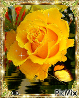 Yellow Rose. - Ingyenes animált GIF