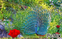 peacock - Free animated GIF