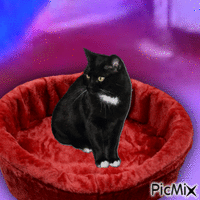 Cat Animated GIF