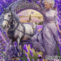 Lavendel - Безплатен анимиран GIF