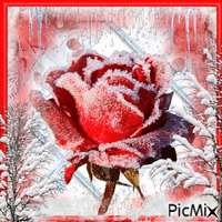 frosted rose animovaný GIF