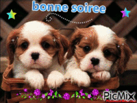 2 petits chiens mignons - GIF animado grátis