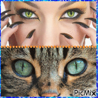 Cat Stare Woman - Free animated GIF