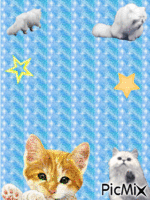 chatons - Ilmainen animoitu GIF