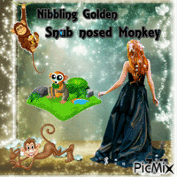 Nibbling Golden snub nosed monkey animerad GIF