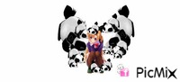 MUNDO PANDA - GIF animado gratis