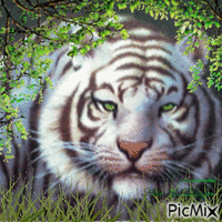 Tigre Branco Gif Animado